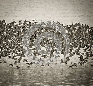 Birds flock, background photo