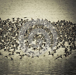 Birds flock, background photo