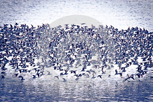 Birds flock, background photo