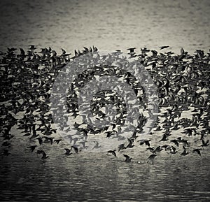 Birds flock, background photo