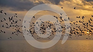 Birds flock fly in sky at sunrise