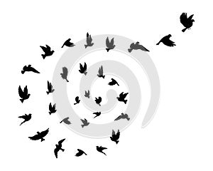 Birds flock flying in harmony making the sign of infinity, vector