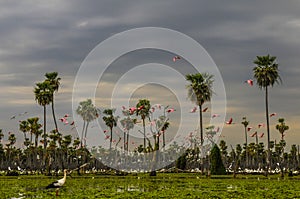 Birds flock landscape in La Estrella Marsh, Formosa