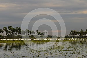 Birds flock landscape in La Estrella Marsh, Formosa