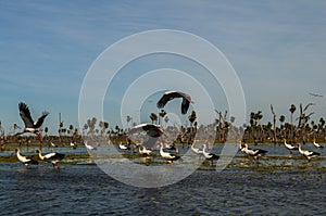 Birds flock landscape in La Estrella Marsh, Formosa