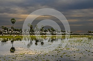 Birds flock landscape in La Estrella Marsh, Formosa province,