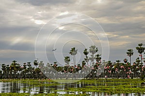 Birds flock landscape in La Estrella Marsh, Formosa photo