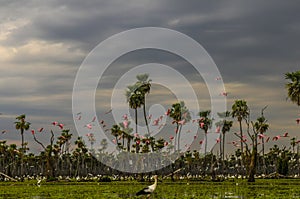 Birds flock landscape in La Estrella Marsh, Formosa photo
