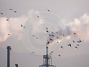 Birds flock and smoking factory pipes