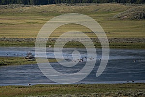 Birds Flock On Yellowstone River As Wolf Crosses In Background