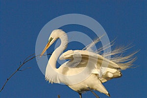 BIRDS- Florida- Close Up of a Great White Egret Building a Nest Against a Clear Sky