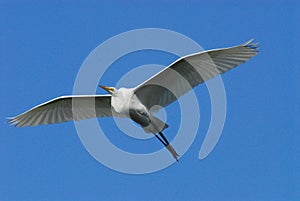 BIRDS- Florida- Close Up of a Great White Egret in Flight