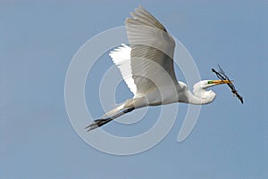 BIRDS- Florida- Close Up of a Great White Egret Flying With Nesting Material