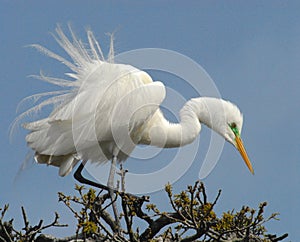 BIRDS- Florida- Close Up of a Great White Egret in Mating Plumage in a Treetop