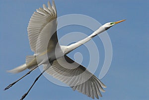 BIRDS- Florida- Close Up of a Great White Egret Stretched Out Across the Sky