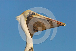 BIRDS- Florida- Close Up Portrait of a Wild Brown Pelican