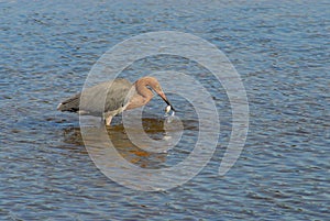 BIRDS- Florida- Close Up of a Rare Reddish Egret With a Fish in Its Beak