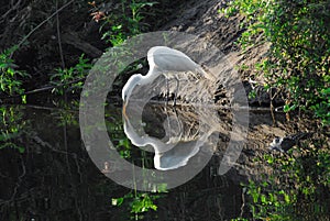 BIRDS- Florida- Close Up of Reflected Great Egret With Alligator Lurking