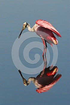 BIRDS- Florida- Close Up of a Roseate Spoonbill Perfectly Reflected While Wading in a Lake