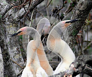 BIRDS- Florida- Close Up of Three Anhinga Chicks in a Nest