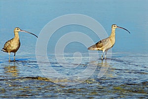 BIRDS- Florida- Close Up of Two Wild Wading Curlews Looking at the Camera
