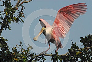 BIRDS- Florida- Close Up of a Wild Deep Pink Roseate Spoonbill Landing in a Treetop