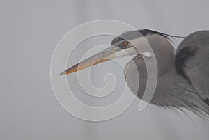 BIRDS- Florida- Extreme Close Up of a Great Blue Heron Appearing Out of the Fog