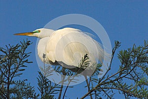 BIRDS- Florida- Extreme Close Up of a Great White Egret Perched Against a Blue Sky