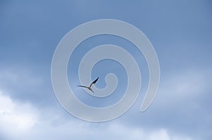 Birds fly against the blue sky and white clouds. Beautiful natural background