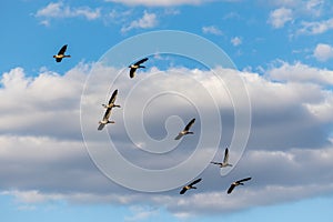 birds fly in the air in the blue sky above clouds