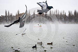 Birds fly away. On the lake rowing kayaker. In the background is a winter forest