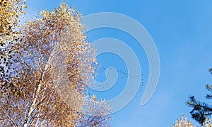 Birds fly away to warmer climes