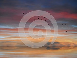 Birds fly  at   Dramatical sunset on blue pink sky yellow clouds skyline, water sea reflection beautiful landscape summer nature