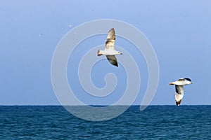 Birds fly high in the sky in Israel