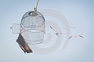 Birds fly out from open cage