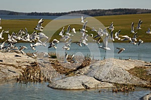 Birds fly over the golf course