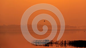 Birds fly over the lake with Orange sun light during sunrise
