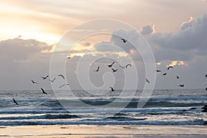 Birds fly over the rough sea at an early sunset