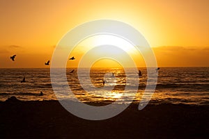 Birds fly over sea during sunset