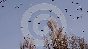 Birds fly quickly from tree