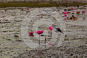 Birds fly in Red Lotus Lake