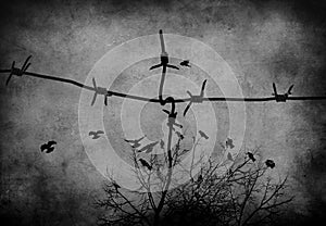 Birds fly through the sky barbed wire photo