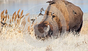 Birds fly to the back of a wild buffalo to groom it