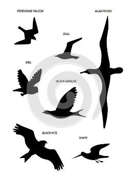 Birds fly. Vector black drawing silhouette image set.