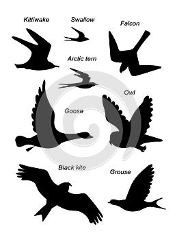 Birds fly. Vector black drawing silhouette image set.