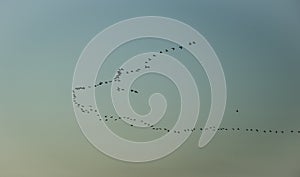 Birds Flying