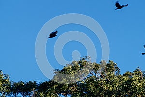 Birds flying above green trees. Burnham, North Lincolnshire, England. photo