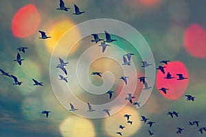 Birds flying and abstract sky ,spring background abstract happy background,freedom birds concept,symbol of liberty