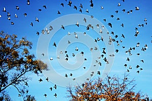 Birds flying against blue sky