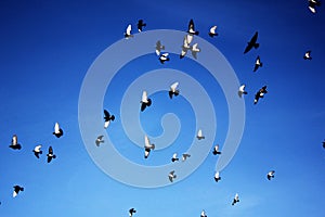 Birds flying against blue sky